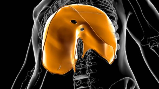 diafragma anatomía del sistema respiratorio humano para el concepto médico renderizado 3d - diaphragm fotografías e imágenes de stock