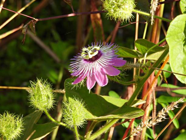 istock Passion Flower (Passiflora) surrounded by closed buds 1320349682