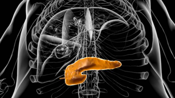 Human Digestive System Pancreas Anatomy For Medical Concept 3D Illustration
