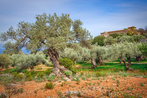 Son Marroig is a mansion in Mallorca. It is located between Sóller and Valldemossa near Deià. The olive, known by the botanical name Olea europaea, meaning \