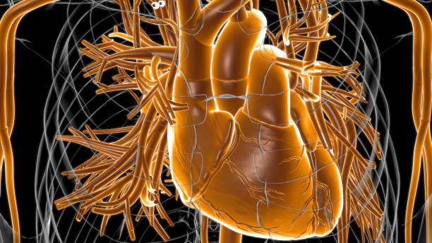 istock Human Heart Anatomy For Medical Concept 3D Rendering 1320350473