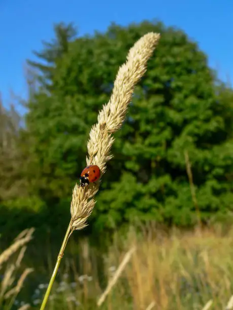 Photo of Ladybug sitting on high grass