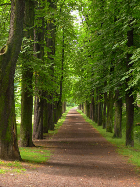 istock An avenue, idyllic landscapes planted by humans 1320350807