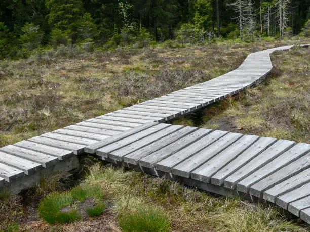 Wooden footbridge over a moor in the Harz Mountains, Saxony-Anhalt, Germany