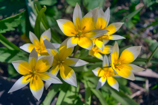 Beautiful yellow flowers in the garden on a blurred background close-up. Late tulip lat.Tulipa tarda is a type of perennial, bulbous, herbaceous plants from the genus Tulip of the Liliaceae family. tulipa tarda stock pictures, royalty-free photos & images