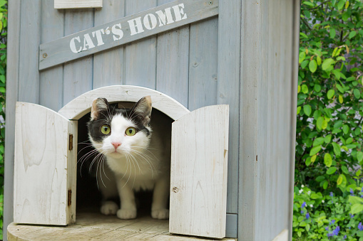 black and white cat sitting in her own hut in garden looking out curiously