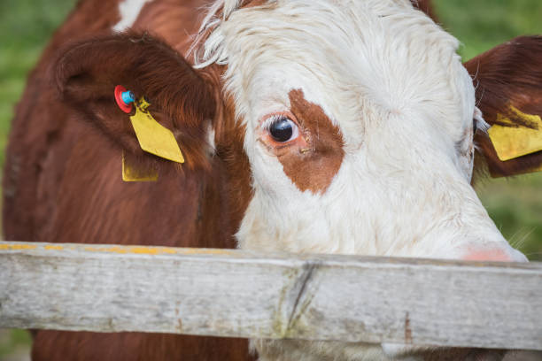 A single cattle with a ear tag cleared of all information.