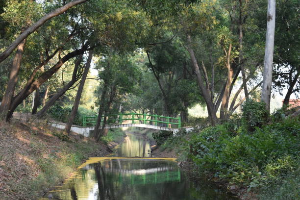 istock Green reflection of trees in the river with a bridge in between 1320353415