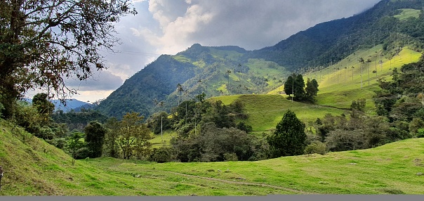 mountainous landscape with coffee and banana crops in Colombia