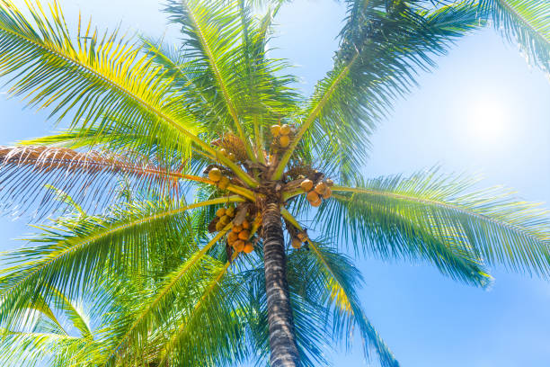 istock Bottom view of a sunlit palm tree against blue sky at noon 1320355718