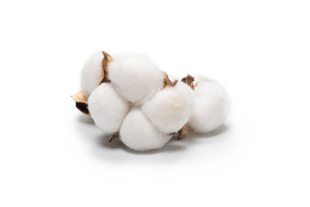 istock Cotton flower branch isolated on white background. 1320355729