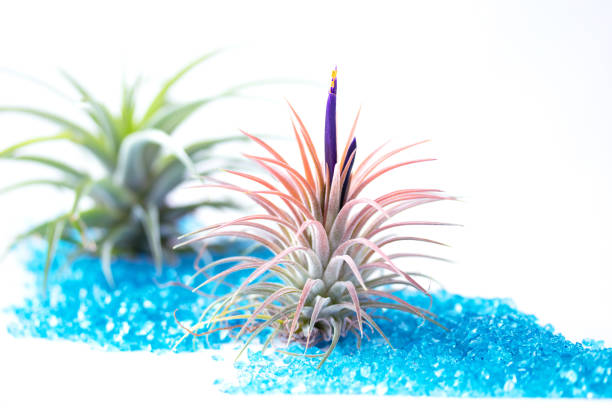 istock air plants Tillandsia flowers 1320356040