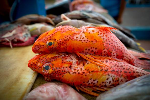 capture de poissons scorpion sur le marché - fish catch of fish seafood red snapper photos et images de collection