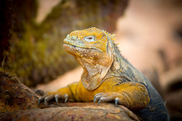 istock iguana over a rock in Galapagos 1320356093