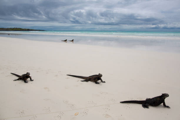 istock iguanas on a sandy beach in Galapagos Islands 1320356094