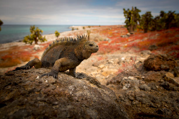 istock iguana over a rock in Galapagos 1320356106