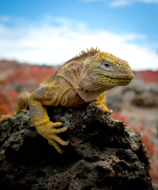 istock iguana over a rock in Galapagos 1320356111