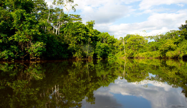 istock view of the amazon river from a boat 1320356134