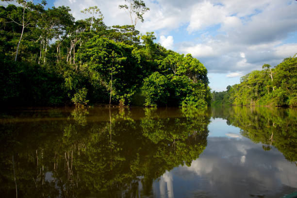 istock view of the amazon river from a boat 1320356157