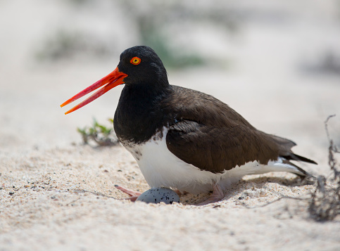 American Oyster Catcher Bird nesting on the beach in Galapagos