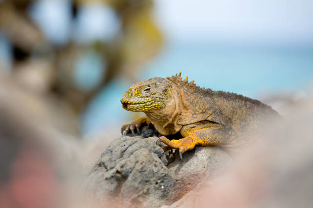 istock iguana over a rock in Galapagos 1320356238