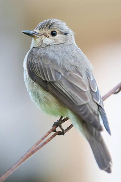 Little bird on a branch stock photo