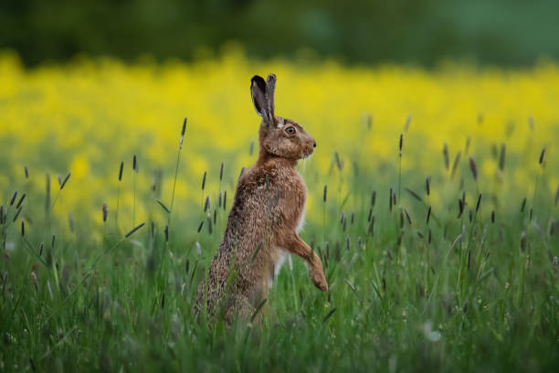 brown hare Brown hare sits attentively in a meadow in front of a rapeseed field hare stock pictures, royalty-free photos & images