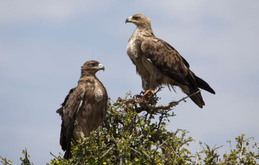 Two Tawny Eagles perched on the top branches of a tree