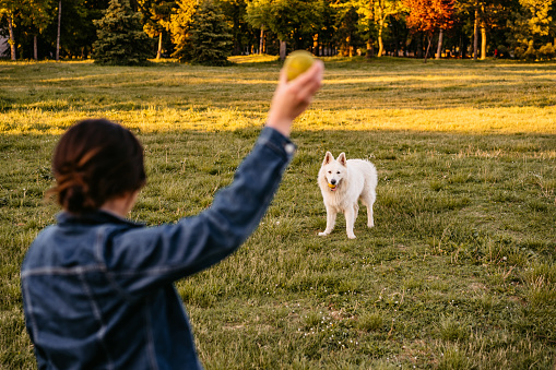 Young woman throwing tennis ball to her Switzerland shepherd dog in public park. Play time.