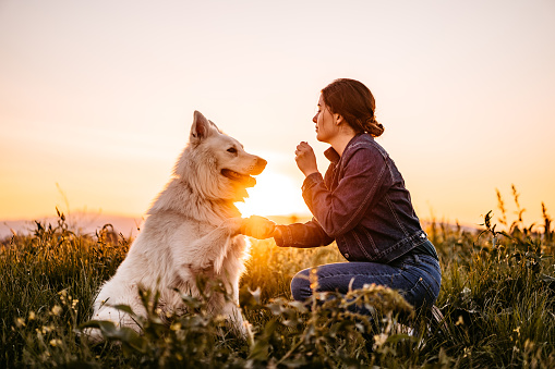 Young woman feeding Switzerland shepherd dog with treats on meadow at sunset.