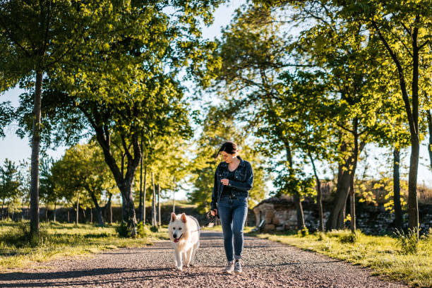 Woman and Switzerland shepherd dog walking together Young woman and Switzerland shepherd dog walking together in public park. dog walking stock pictures, royalty-free photos & images