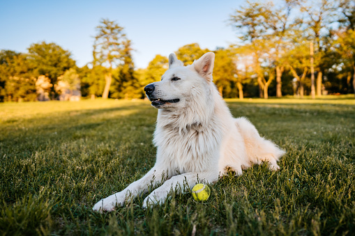 Beautiful Switzerland shepherd relaxing in grass after playing with tennis ball in public park.
