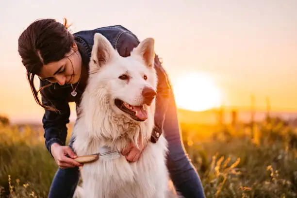 Photo of Happy young woman grooming her her dog at sunset