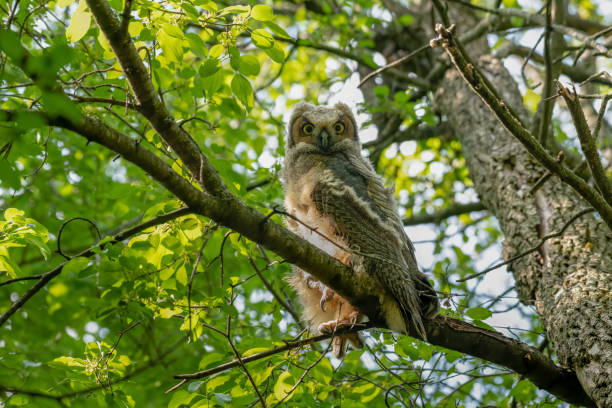 istock Young great horned owl perched in a tree in the woods 1320360144