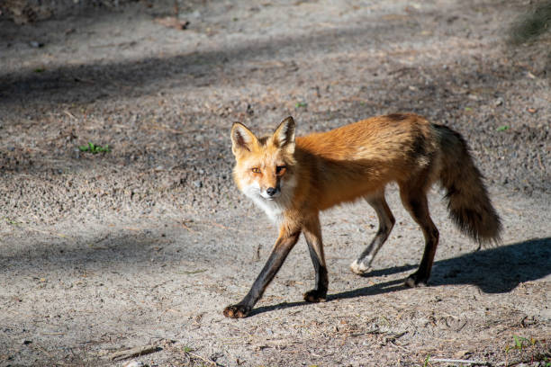 istock Red fox hunting to feed her three kits 1320360604