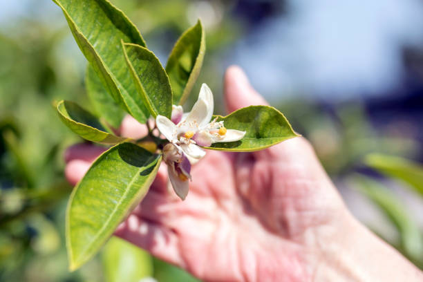 a mulher está segurando a flor de limão (flor) no ramo do limoeiro. o limão (citrus limon) é uma espécie de pequena árvore sempre verde na família de plantas de floração rutaceae. - close up women horizontal citrus fruit - fotografias e filmes do acervo