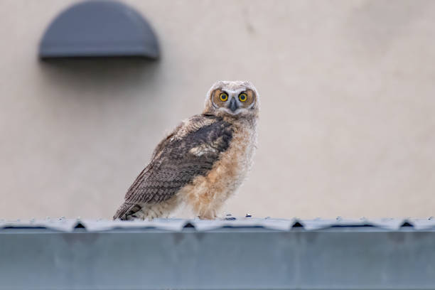 istock Great horned owlet venturing away from the nest 1320361276