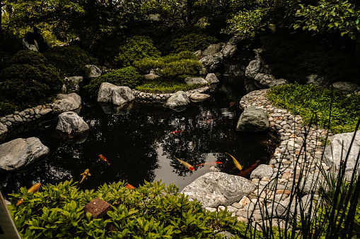 Swimming Gold Fishes In The Pond Decorated With Water Plants, İzmir Sasalı