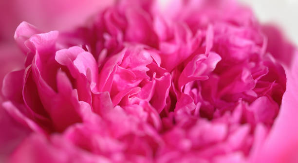 istock pink peonie flower on light background 1320363511