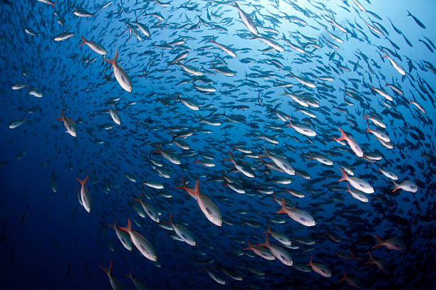 peixe-galápagos - mulato - fotografias e filmes do acervo