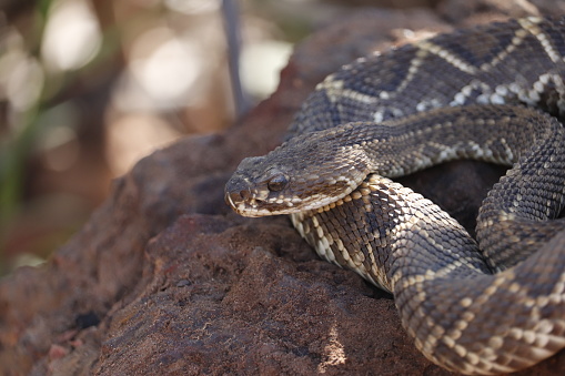 rattlesnake or cascavel (Crotalus durissus) from Brazil