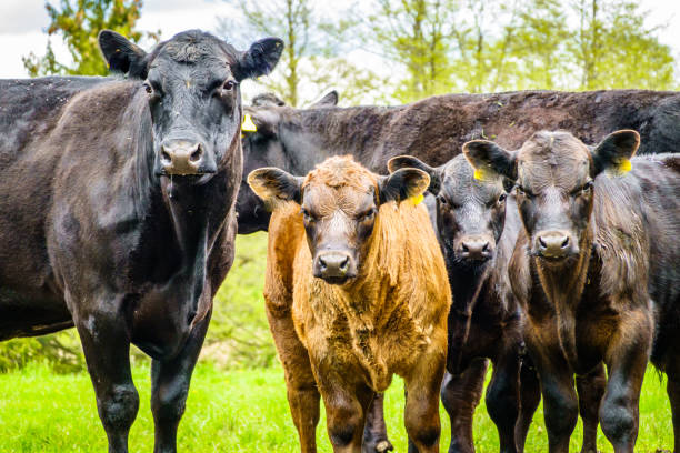 istock nice cow at the eng alm in austria 1320364649