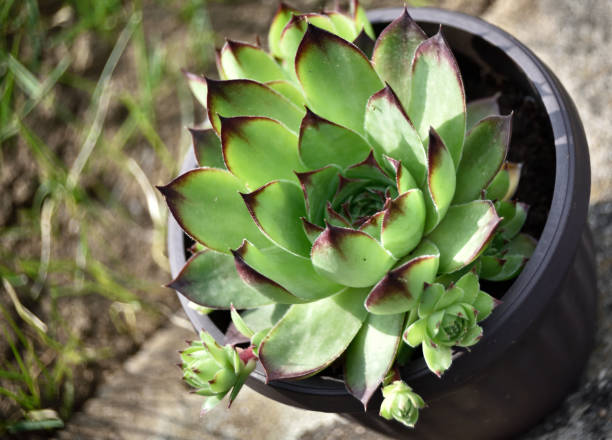 istock Sempervivum tectorum,Common Houseleek, 1320364702