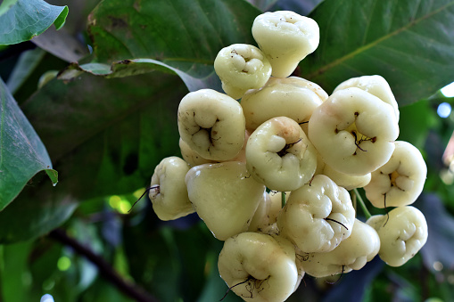 White Rose Apple or Jamrul fruits bunches are hanging on the tree with blur tree leaves background