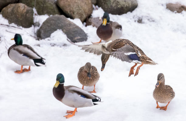 istock flying and standing on snow mallard duck 1320365544