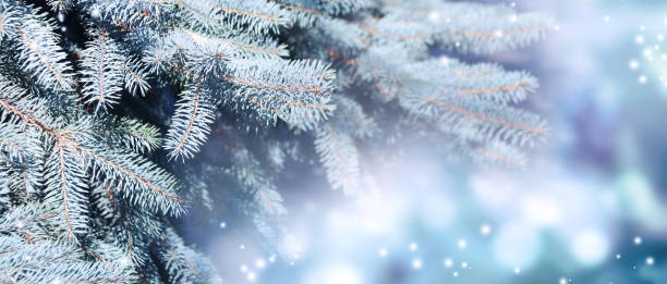 istock Horizontal Christmas background with branch of fir tree 1320366576