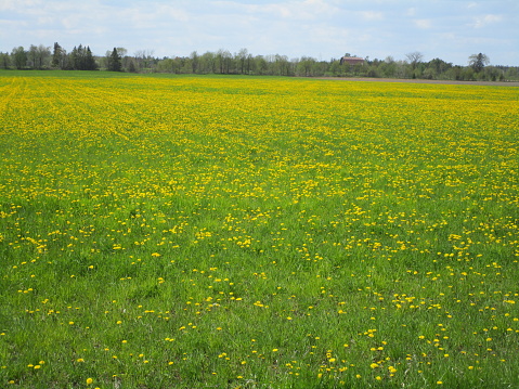 a large field of yellow dandelions
