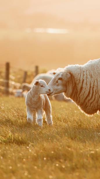 schafkindergarten in golden hour, sussex - lamb rural scene sheep field stock-fotos und bilder