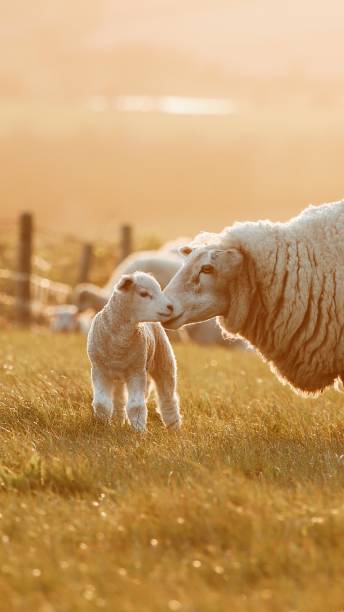 Sheep kindergarden in Golden Hour, Sussex Heard of Sheep with Lambs grazing on the hills of Beeding, Sussex in the golden hour lamb animal stock pictures, royalty-free photos & images