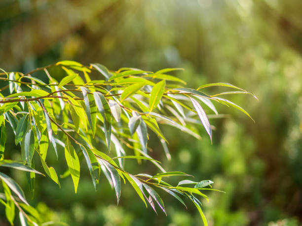 Willow or Salix Fragilis tree branches with fresh green leaves on blured background.